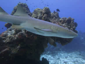 Eco Divers Cozumel