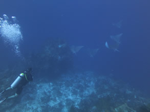 Eco Divers Cozumel