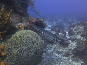 Eco Divers Cozumel