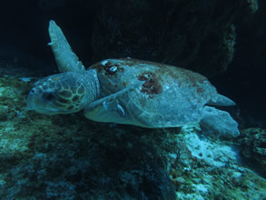 Eco Divers Cozumel