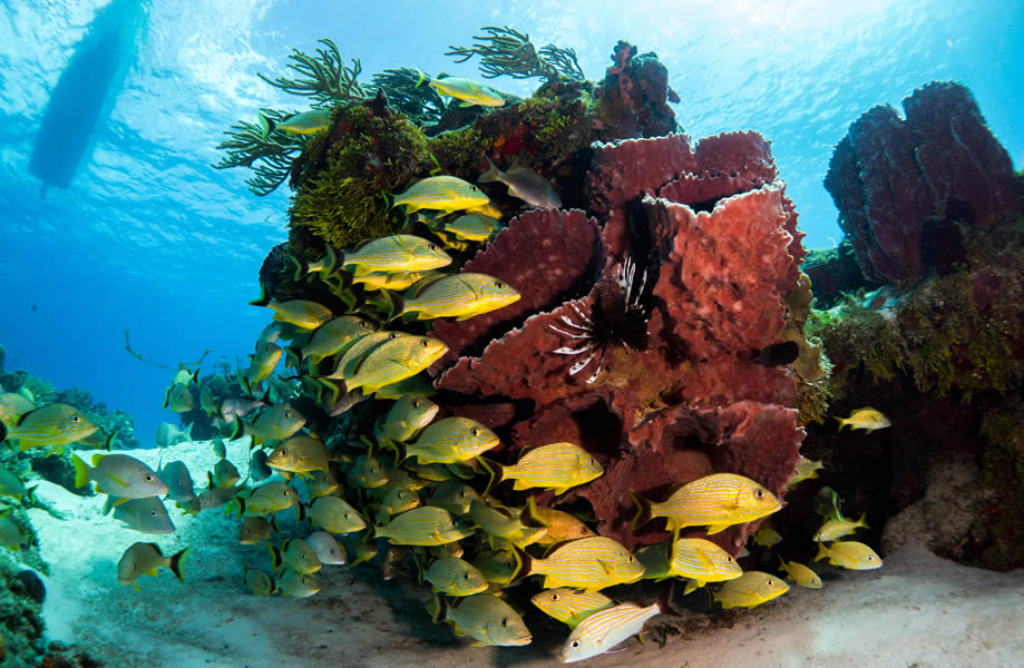 Come explore the magnificent reefs