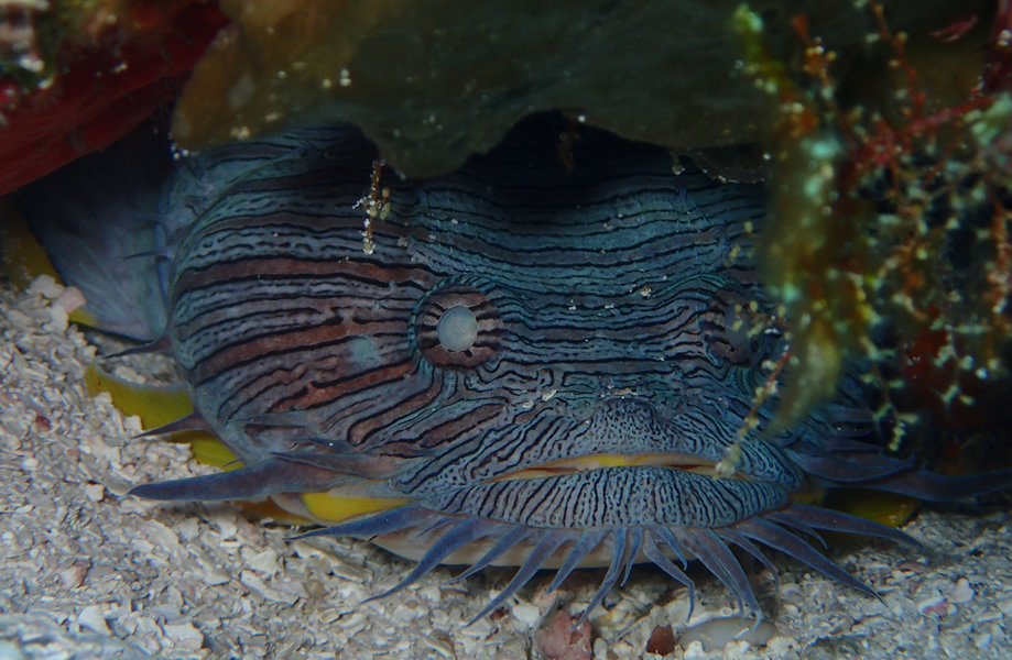 Find the teasures of Cozumel